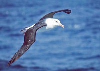 Black-browed_albatross_Uwe kils