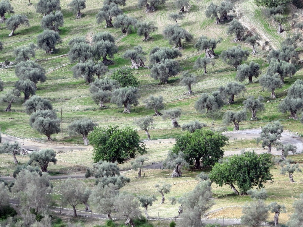 Zahlreiche kleine Bäume auf eienr hügeligen Wiese