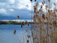 Schilfgras, das am Rande eines Sees wächst.