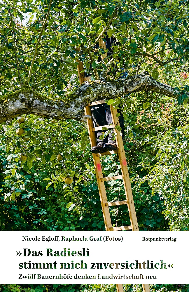 Eine Leiter ist an einen Baum mit dichtem grünen Blätterwerk gelehnt. Auf der Leiter steht ein Mensch, seine Beine sind zu sehen.