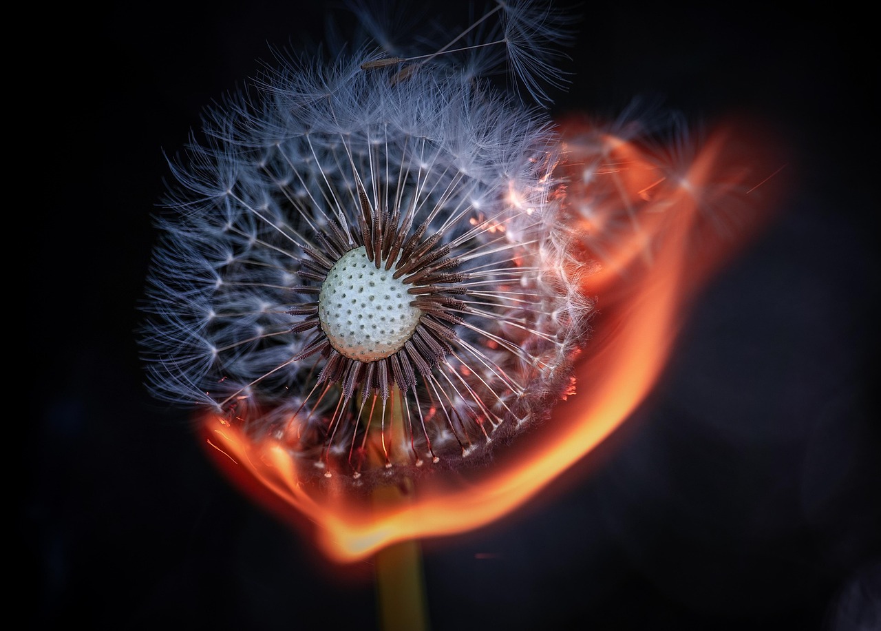 Eine Pusteblume an deren Blüte Flammenzüngeln